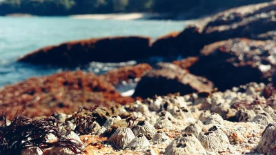 Dicas de turismo - Praia Brava da Almada, Ubatuba